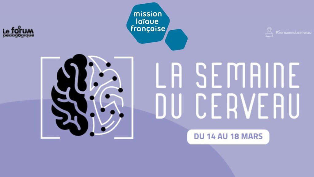 MLF, cerveau