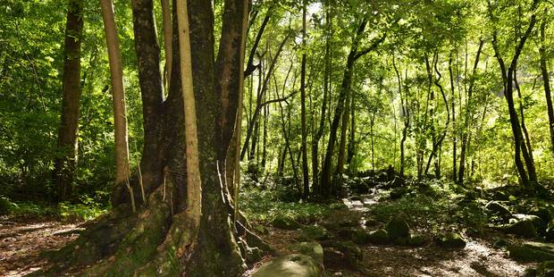 La forêt, l’arme anti-réchauffement climatique ?