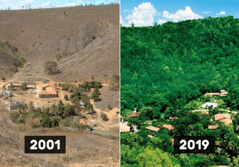 Un français du Brésil replante 2 millions d'arbres