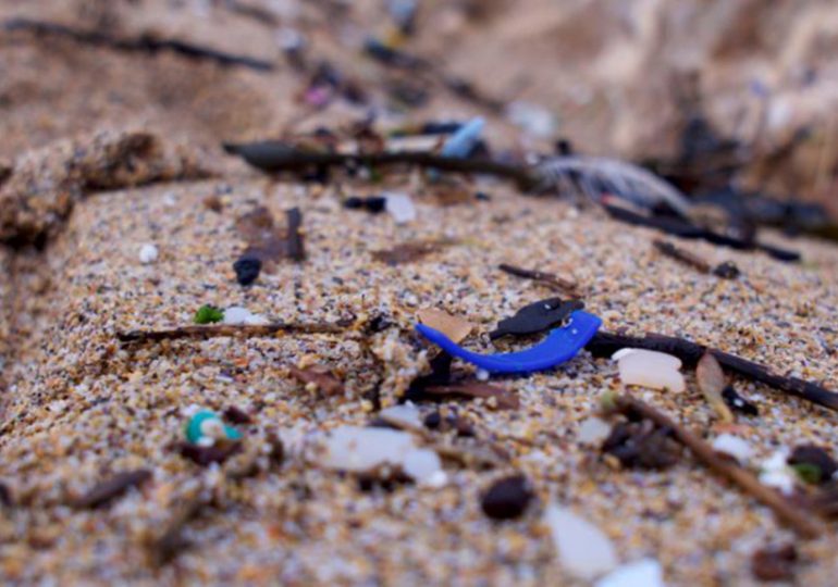 La Méditerranée détient le record de déchets marins en Europe