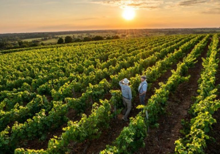 Les eurodéputés demandent plus à Bruxelles pour soutenir le fromage et le vin