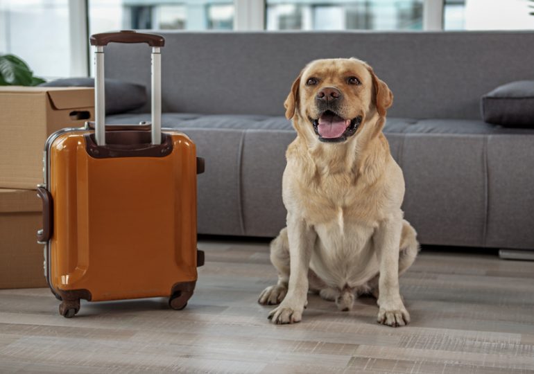 Journée mondiale du Chien : Comment s'expatrier avec son chien?