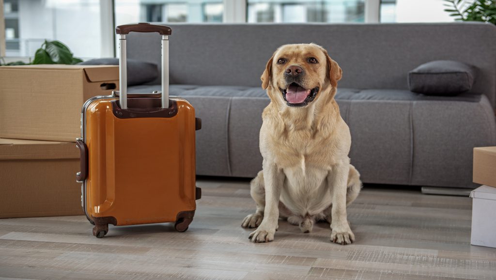 Journée mondiale du Chien : Comment s&rsquo;expatrier avec son chien?