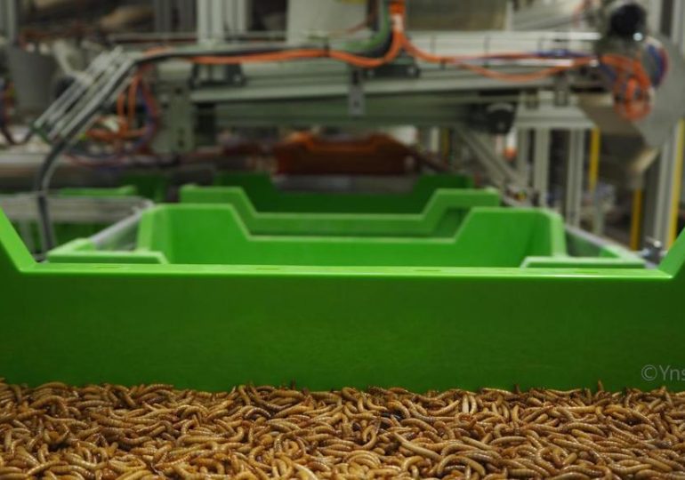 La championne mondiale de l’élevage d’insecte est  une start-up française