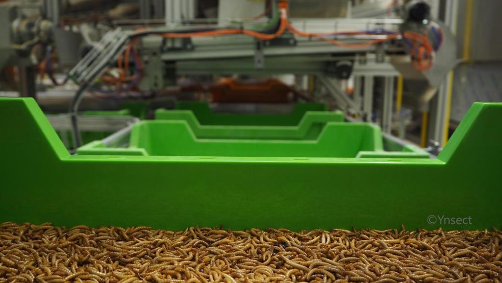 La championne mondiale de l’élevage d’insecte est  une start-up française