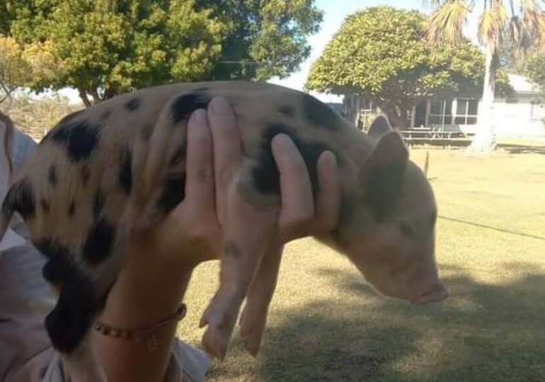 Qui pour adopter Marcus le cochon ?