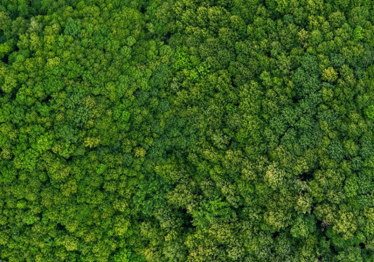 Les arbres peuvent beaucoup mais pas tout