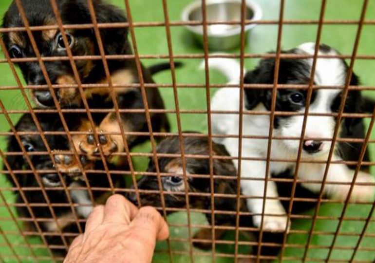 Loi contre la maltraitance animale adoptée