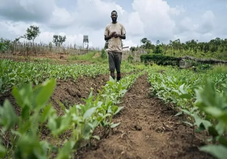 Brazzaville, Kigali, et des terres agricoles