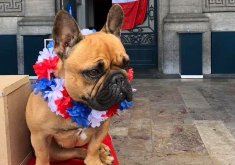 Le succès mondial du bouledogue français