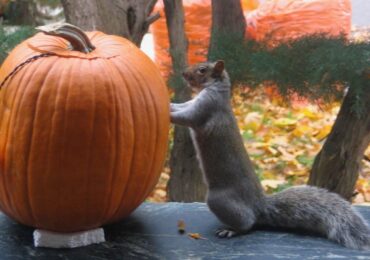 La fête d’Halloween pour les petits et les grands