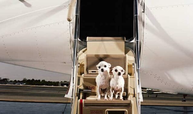 Chien Jet privé