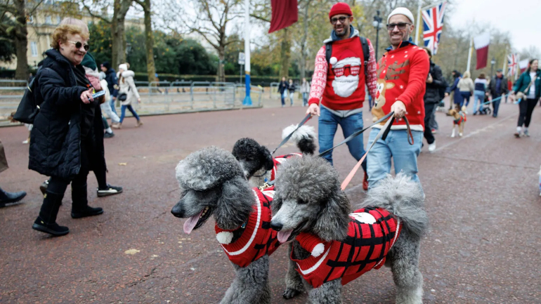 Chiens avec pull de Noël