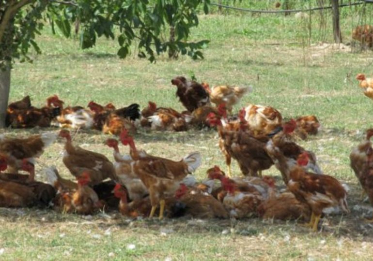 Les terroirs français vous manquent ? Matez les poulets Label Rouge