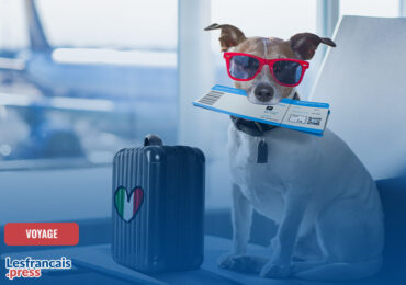 Voyager en avion avec son chien : règles, compagnies dog-friendly et alternatives pour les expatriés